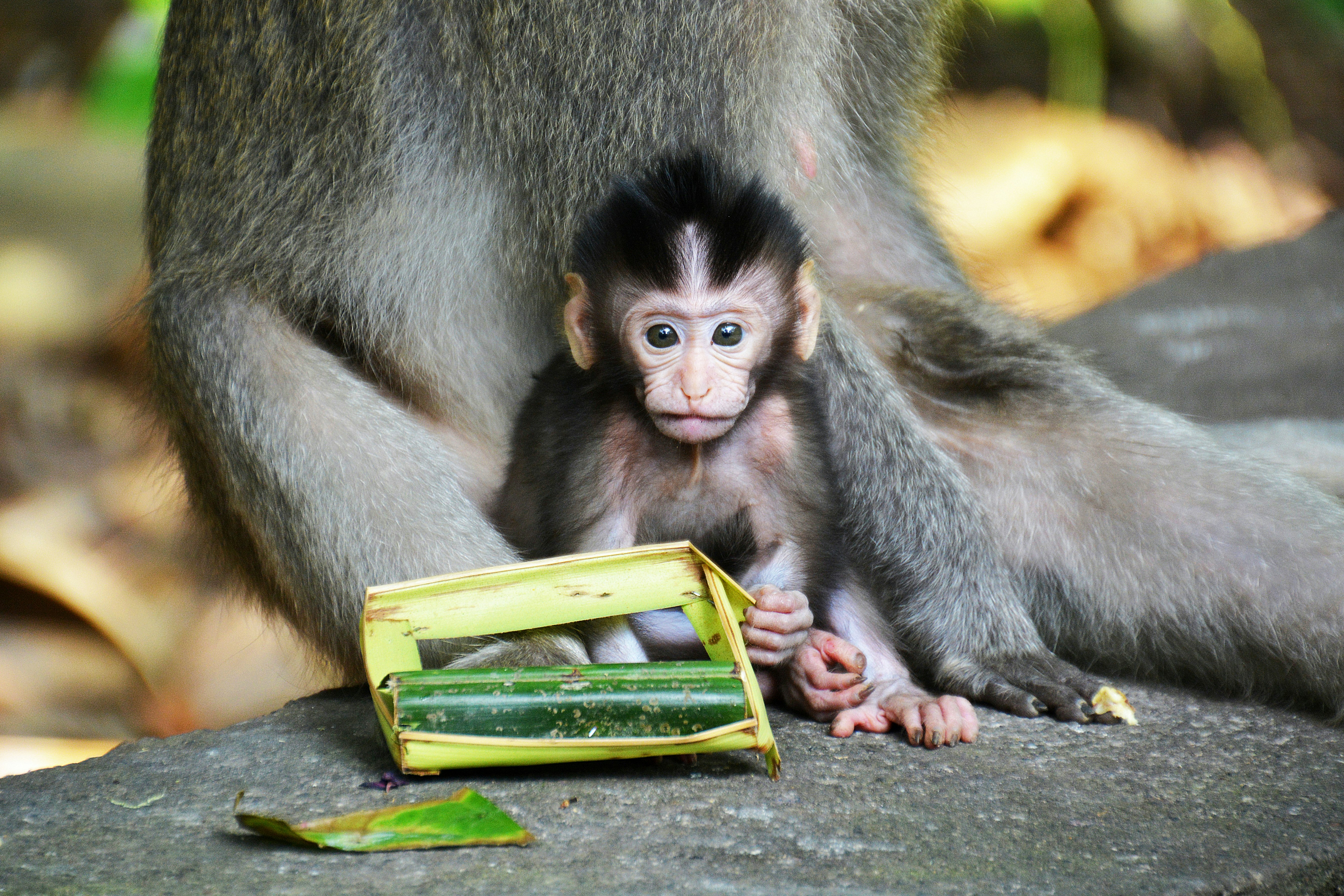 brown monkey holding green book